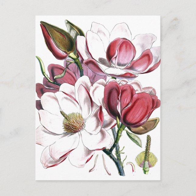Magnolia Asiatische Blume Vintag Alte Illustration Postkarte (Vorderseite)