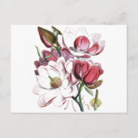 Magnolia Asiatische Blume Vintag Alte Illustration