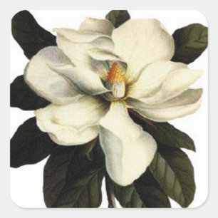 Magnolia - Aufkleber