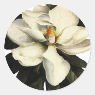 Magnolia - Aufkleber