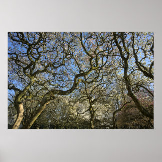 Magnolia Bäume, Branchen und Blossom 03 Poster