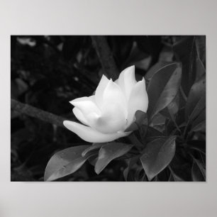 Magnolia Bloom Poster