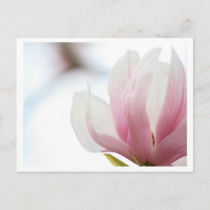 Magnolia Bloom Postkarte