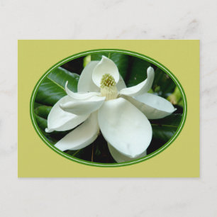 Magnolia Bloom Postkarte 2