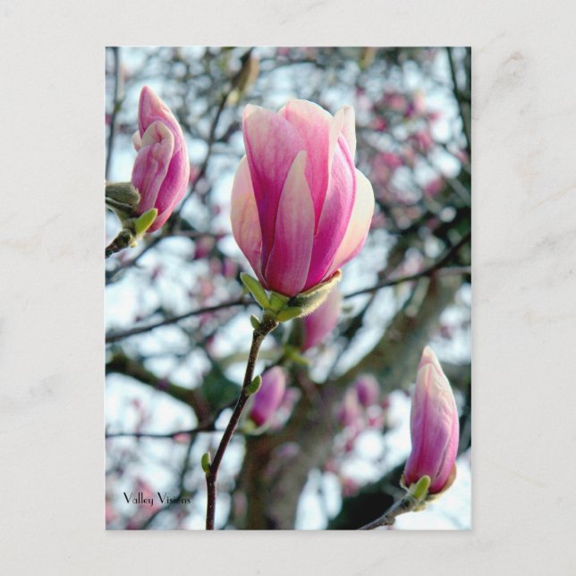 Magnolia Bloom und Buds Postkarte (Vorderseite)