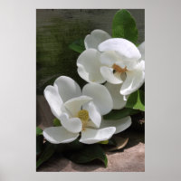 Magnolia Blooms Poster -24x36 - andere Größen auch