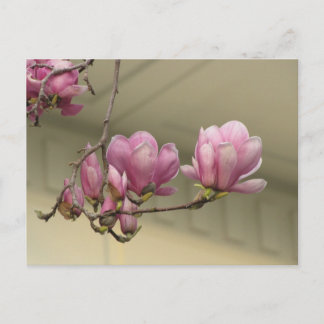 Magnolia Blooms Postkarte