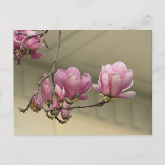 Magnolia Blooms Postkarte (Vorderseite)