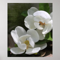 Magnolia Blooms Print -20x24 -andere Größen auch
