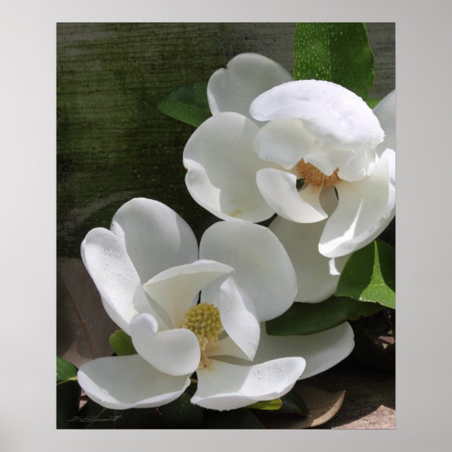 Magnolia Blooms Print -20x24 -andere Größen auch Poster (Vorne)