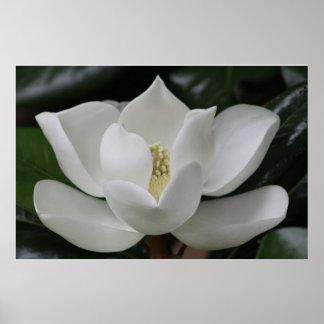 Magnolia Blossom auf dem Campus von Blacksburg Poster