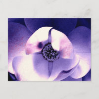Magnolia Blossom