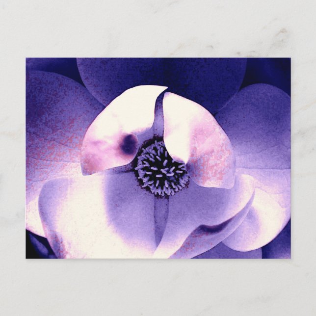 Magnolia Blossom Postkarte (Vorderseite)