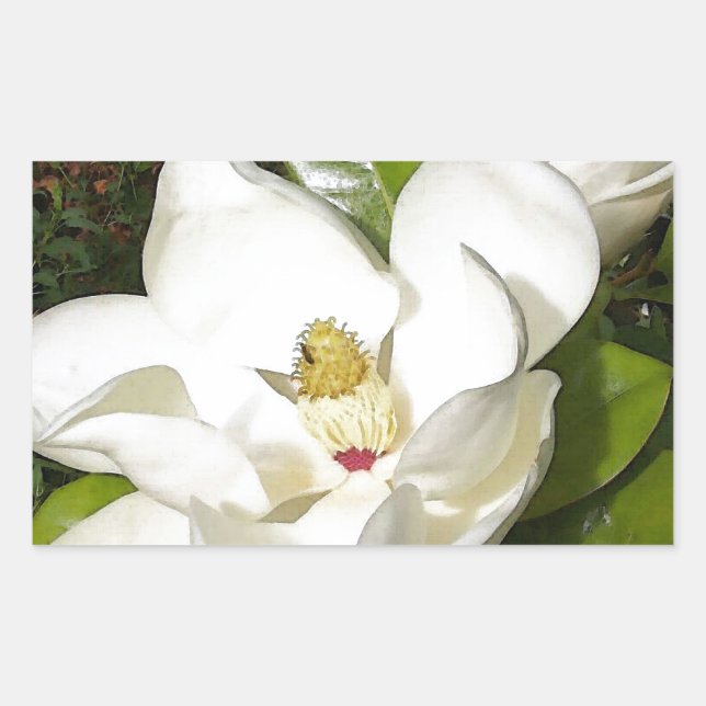 Magnolia Blossom Rechteckiger Aufkleber (Vorderseite)