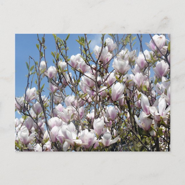 Magnolia blüht im Frühjahr Postkarte (Vorderseite)