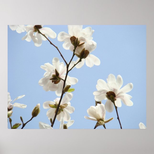 MAGNOLIA Blume Bäume 38 Blauer Kunstdrucke Plakate (Vorne)