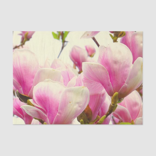 Magnolia Blume Botanischer Blumenkohl Chic Seidenpapier (Vorderseite)