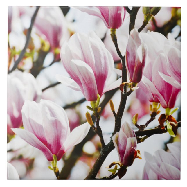 Magnolia Blume Botanisches Blossom Chic Ce Fliese (Vorderseite)