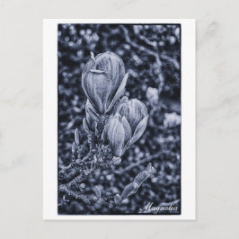 Magnolia-Blume, Frühjahr, sich entfaltende Knospen Postkarte