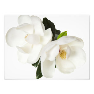 Magnolia Blume Magnolias Blume Fotodruck