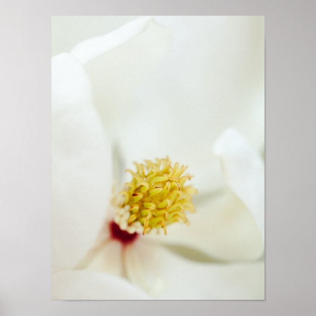 Magnolia Blume Magnolias Blume Poster (Vorne)