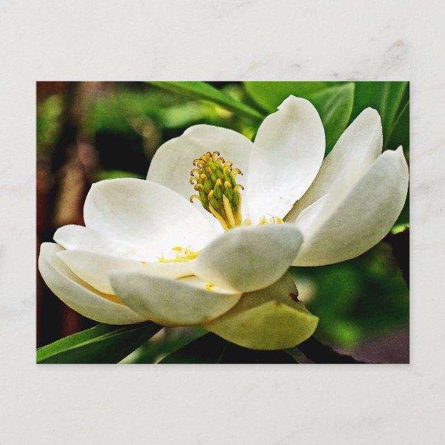 Magnolia-Blume Nah Postkarte (Vorderseite)