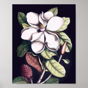 Magnolia-Blume Poster