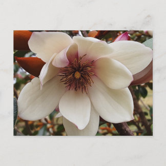 Magnolia-Blume Postkarte