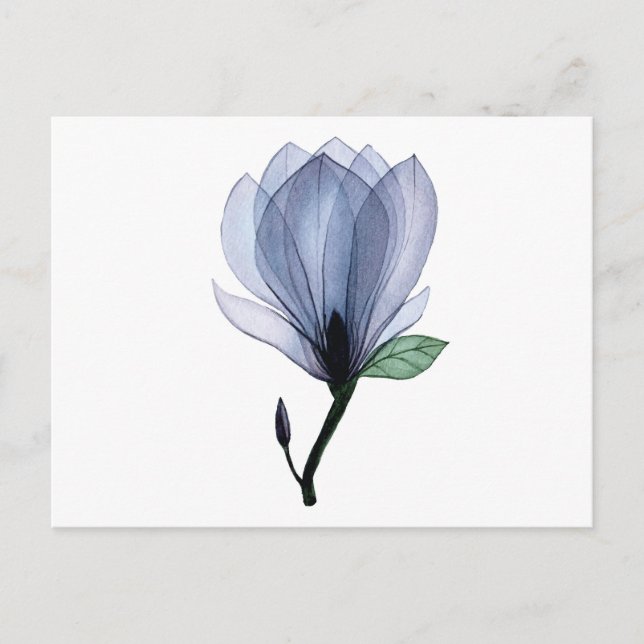 Magnolia-Blume Postkarte (Vorderseite)