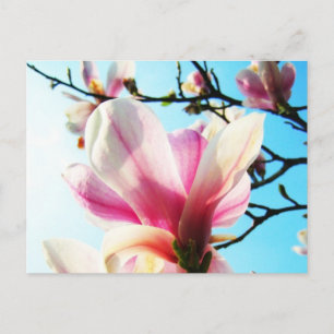 Magnolia-Blume - Postkarte