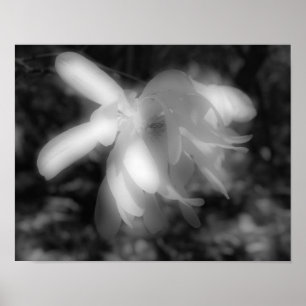 Magnolia-Blume Schwarz-weiß Hochkontrast Poster