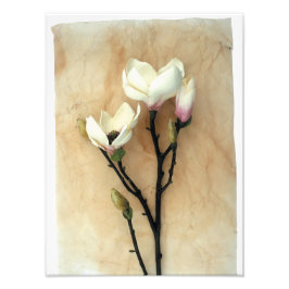 Magnolia Blume Stilvolle Fotografie