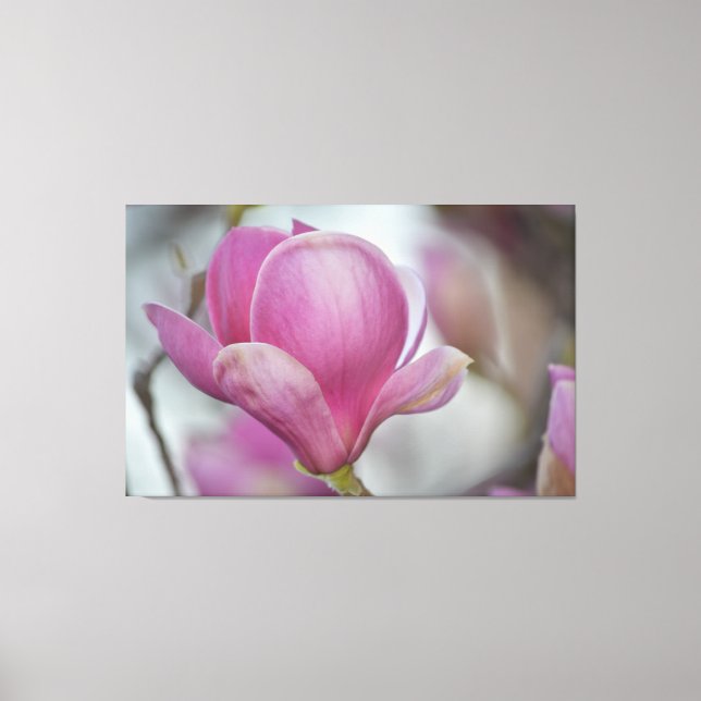 Magnolia Blume Tree Leinwanddruck (Vorderseite)