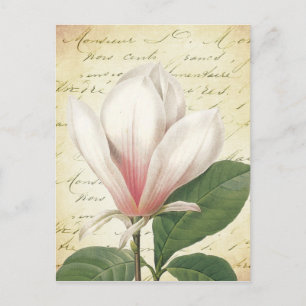Magnolia Blume Vintag Botanisch Postkarte