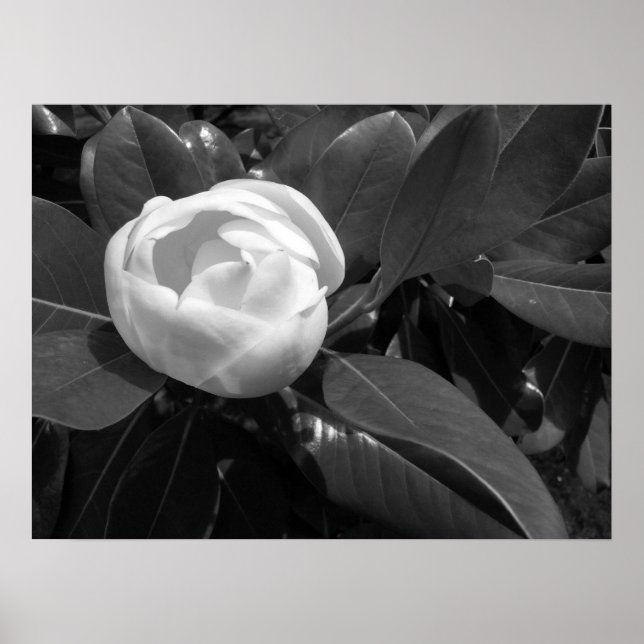 Magnolia Blüte in Schwarz und Weiß Poster (Vorne)