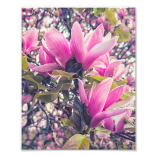 Magnolia-Blüten Fotodruck