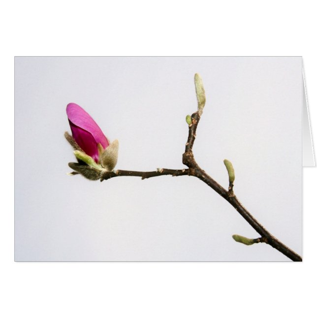 "magnolia bud" von Larry Coressel (Vorderseite (Horizontal))