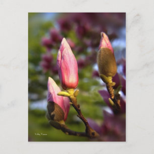 Magnolia Buds Postkarte