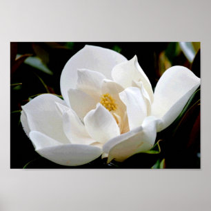 Magnolia Bull Bay Poster