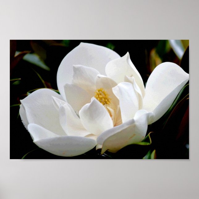 Magnolia Bull Bay Poster (Vorne)