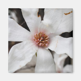 Magnolia Closeup Magnet