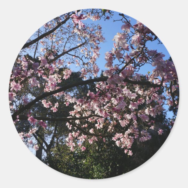 Magnolia dawsoniana #2 Stickers (Vorderseite)