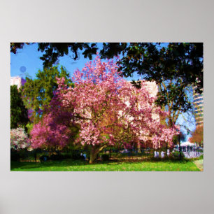 Magnolia Drei Poster