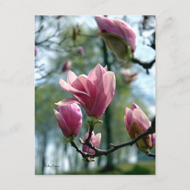 Magnolia Forest Postkarte (Vorderseite)
