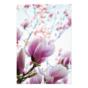 Magnolia Fotodruck