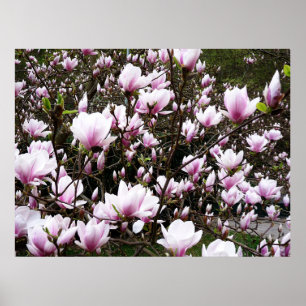 Magnolia Garden Poster