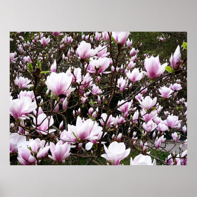 Magnolia Garden Poster (Vorne)