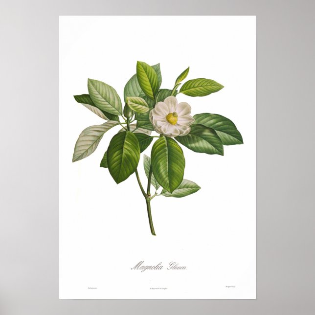 Magnolia glauca poster (Vorne)