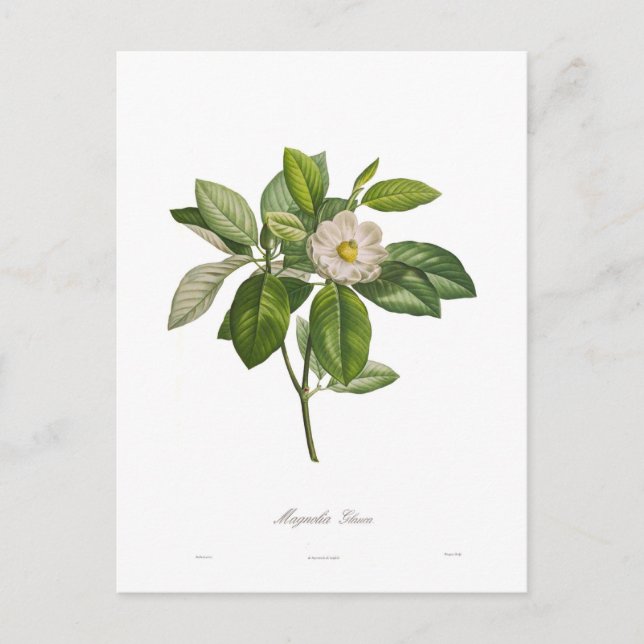 Magnolia glauca postkarte (Vorderseite)