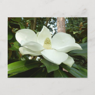 Magnolia Grandiflora Postcard Postkarte